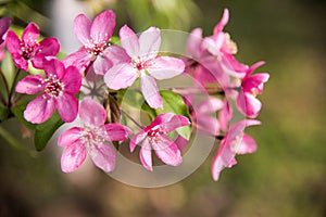 Malus Halliana Koehne