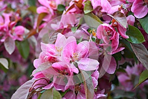 Malus Royalty Crabapple tree with flowers in the morning sun close up.  Apple blossom.