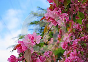 Malus Royalty Crabapple tree with flowers in the morning sun close up. Apple blossom.