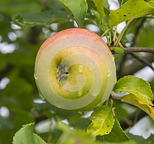 Malus Sieversii, wild crabapple from Kazakhstan