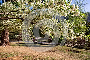 Malus spectabilis blossom among green