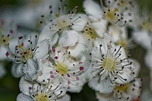 Malus Sylvestris Blossoms