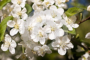 Malus Toringo