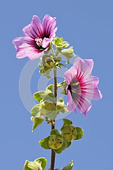 Malva dendromorpha flower photo