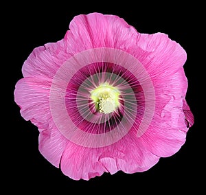 Malva flower isolated photo