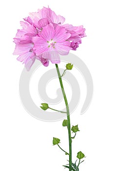 Malva flower isolated
