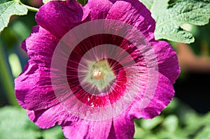 Malva flower light violet