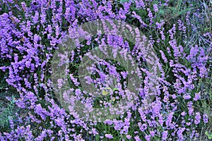 Malva Flowers In Rebedul Meadows In Lugo. Flowers Landscapes Nature