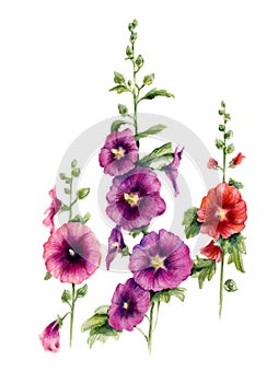 Malva flowers. Watercolor botanical illustration.