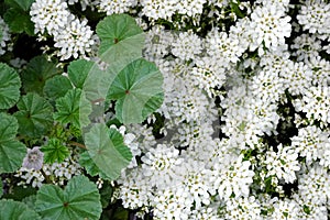 Malva leafs white flowers photo