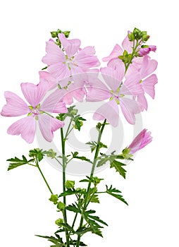 Malva Moschata flower