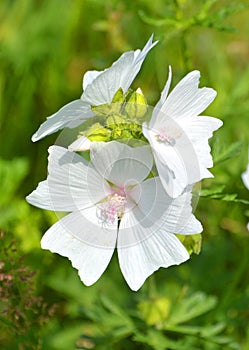 Malva moschata, the musk mallow