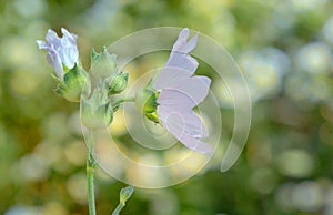 Malva neglecta flower