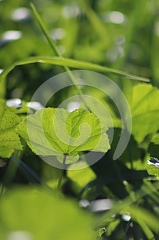 Malva parviflora is an annual or perennial herb that is native to Northern Africa, Europe and Asia and is widely naturalised