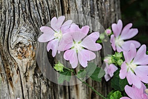 Malva in pink against weathered wood