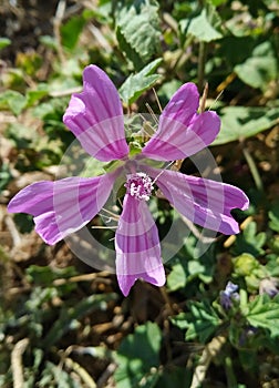 Malva or purple mallow flower photo