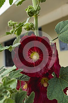 Malva real plant, known as Alcea rosea L. It belongs to the Malvaceae plant family