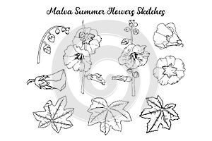 Malva Summer Flowers Sketches. Hand Drawn Illustration