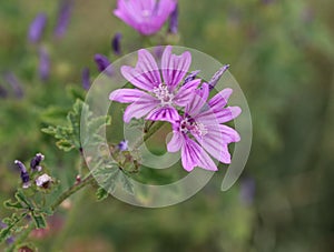 Malva sylvestris, common names are common mallow, cheeses, high mallow or tall mallow, blooming in the summer season