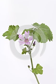 Malva Sylvestris With Lilac Flower photo