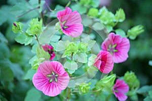Malva sylvestris mauritania photo