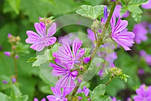 Malva sylvestris, a medicinal plant