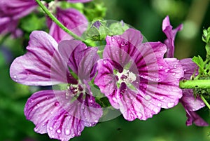 Malva sylvestris with rain drops photo