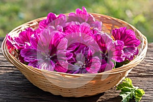 Malva sylvestris var. mauritiana flowers in a basket