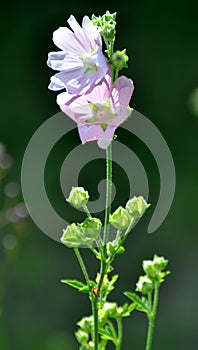 Malva thuringiaca (Lavatera thuringiaca) blooms in the wild