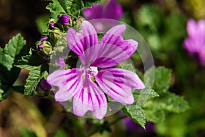 Malva thuringiaca Lavatera thuringiaca, the garden tree-mallow, is a species of flowering plant in the mallow family Malvaceae