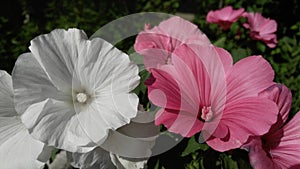 Malva white and pink in the rays of the evening sun photo