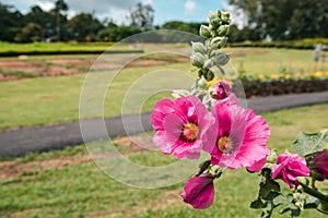 Malvaceae, Alcea Rosea, common hollyhock flowers