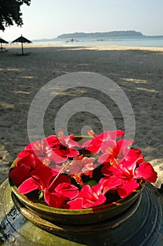 Malvaceae Hibiscus Flowers On A Beach