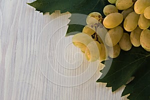 Malvasia grape