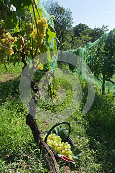 Malvasia grape harvest