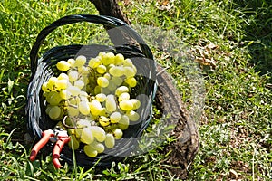 Malvasia grape harvest