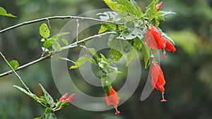 Malvaviscus (Turk\'s cap mallow, wax mallow, sleeping hibiscus, mazapan) photo