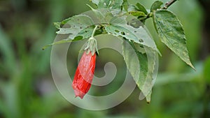 Malvaviscus (Turk\'s cap mallow, wax mallow, sleeping hibiscus, mazapan) photo