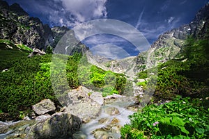 Maly Studeny potok creek and pine trees in Mala Studena Dolina valley in High Tatras