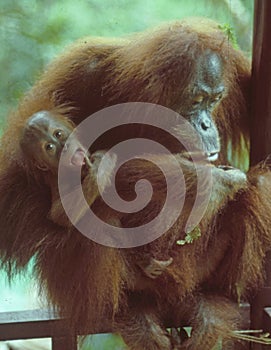 Malysia, Borneo, rain forest, primary, forest, endangered animal, monkey, tourism, travel, travellers, travelling, handicaped,