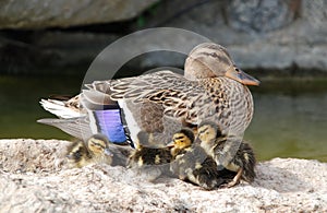 Mama and Baby Ducks photo