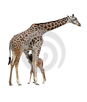 Mama and baby giraffe