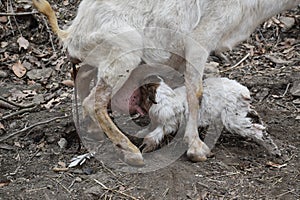 Mama and Baby Goats Feeding
