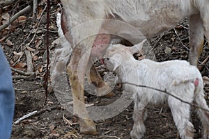 Mama and Baby Goats Feeding