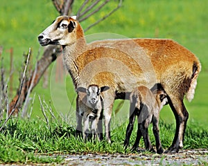 Mama Barbadoes Sheep with twin lambs.