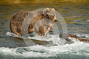 Mama-bear with catched salmon fro her babies, Alaska