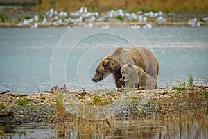 Mama-bear with her cub fishing in Brooks river in Katmai NP, Alaska