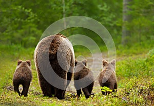Mama bear with her cubs heading back to a forest