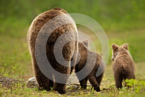 Mama bear with her cubs heading back to a forest