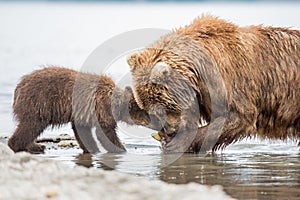 Mama bear and her cubs